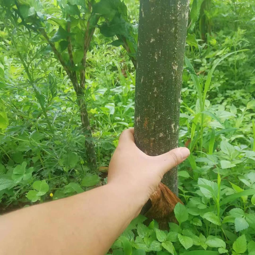 小贵贵（农业种植）