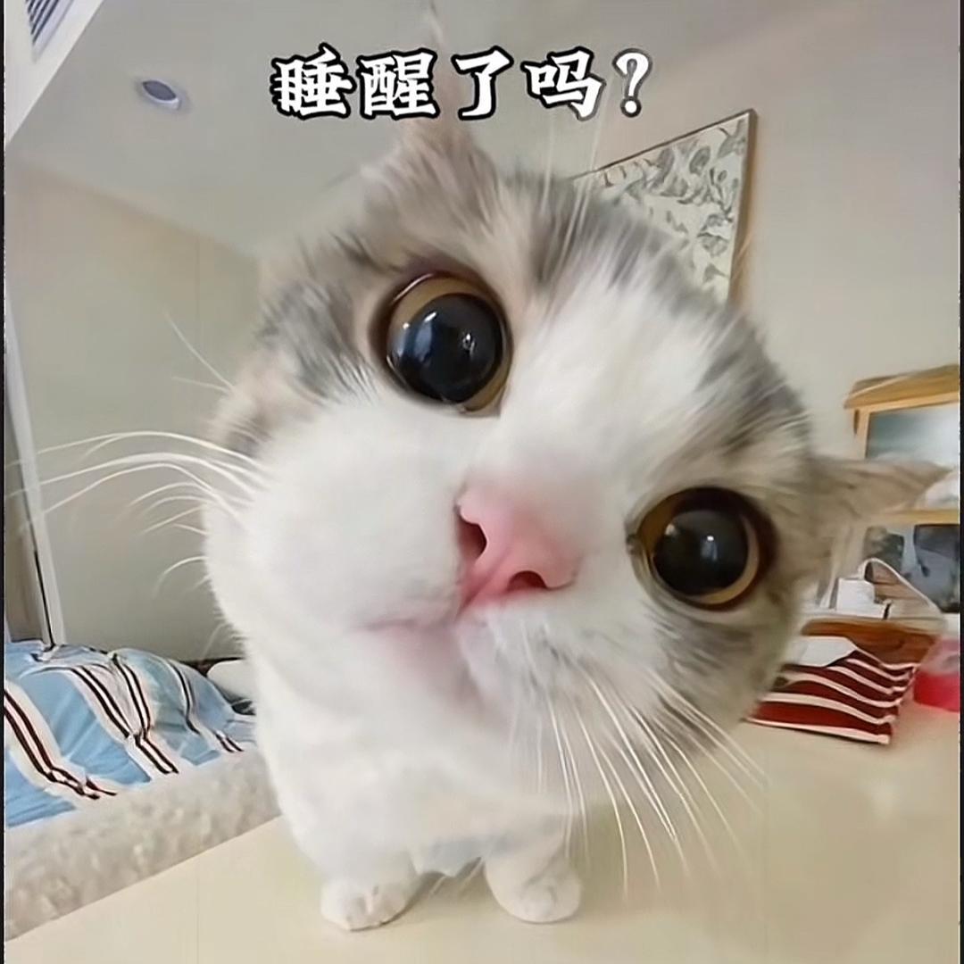 小米渣