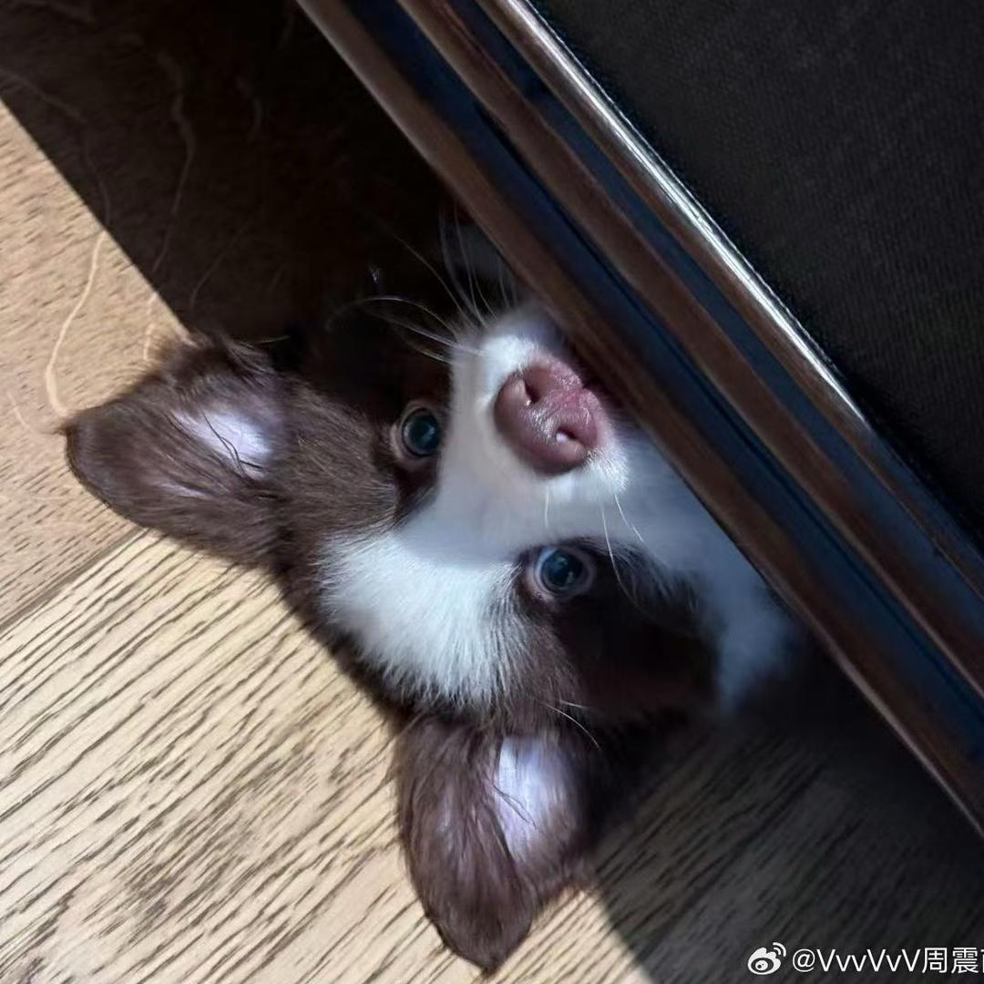 诗槐叶