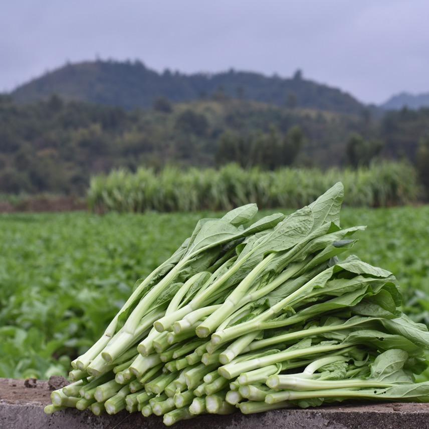 连州菜心龙坪基地个体店