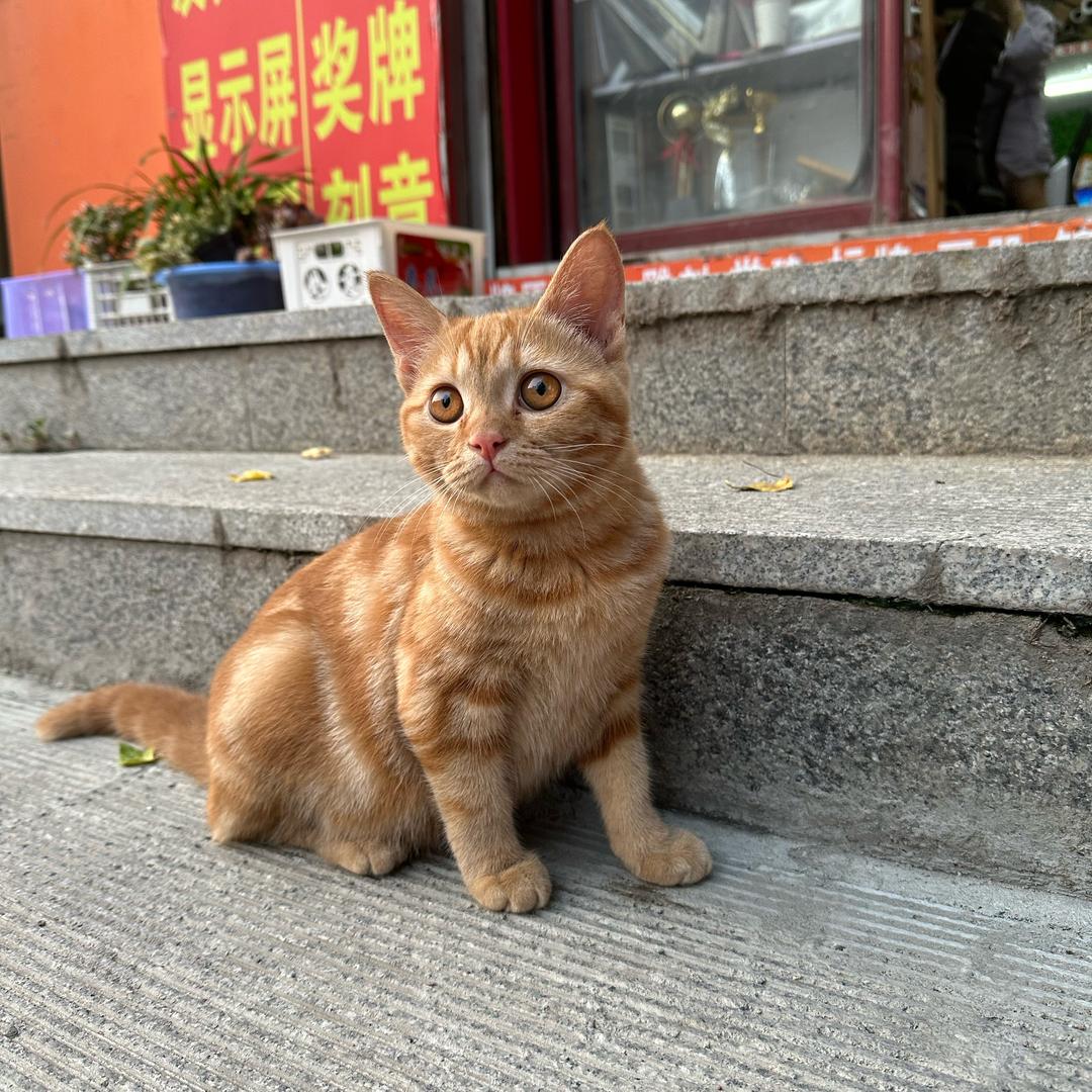 沃玛饼123