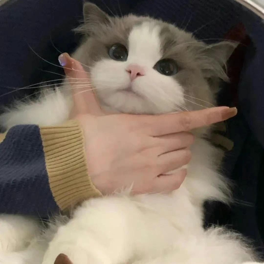 玉兔公主婷(王者荣耀)