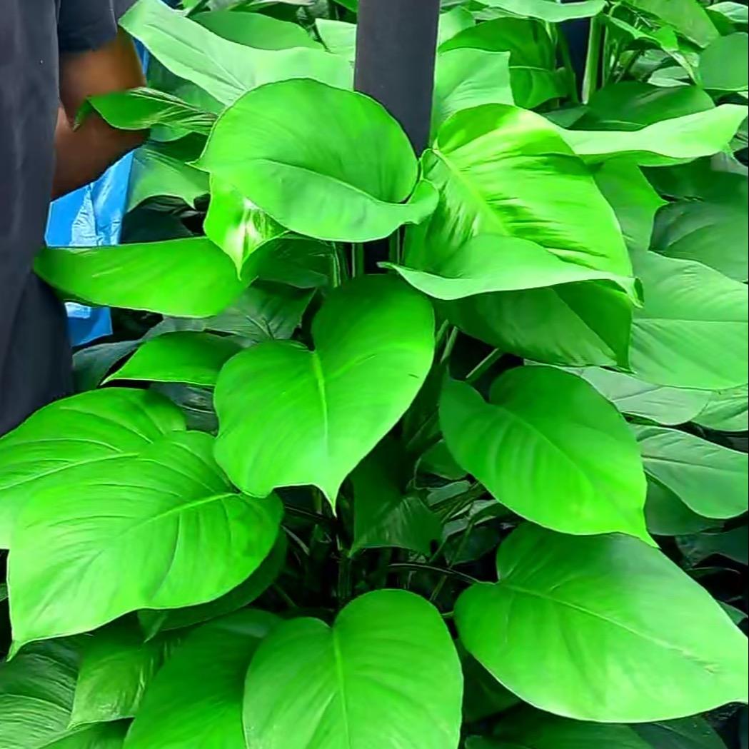 花好月圓