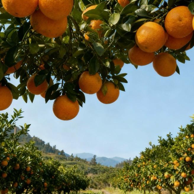 重庆奉节脐橙臻选