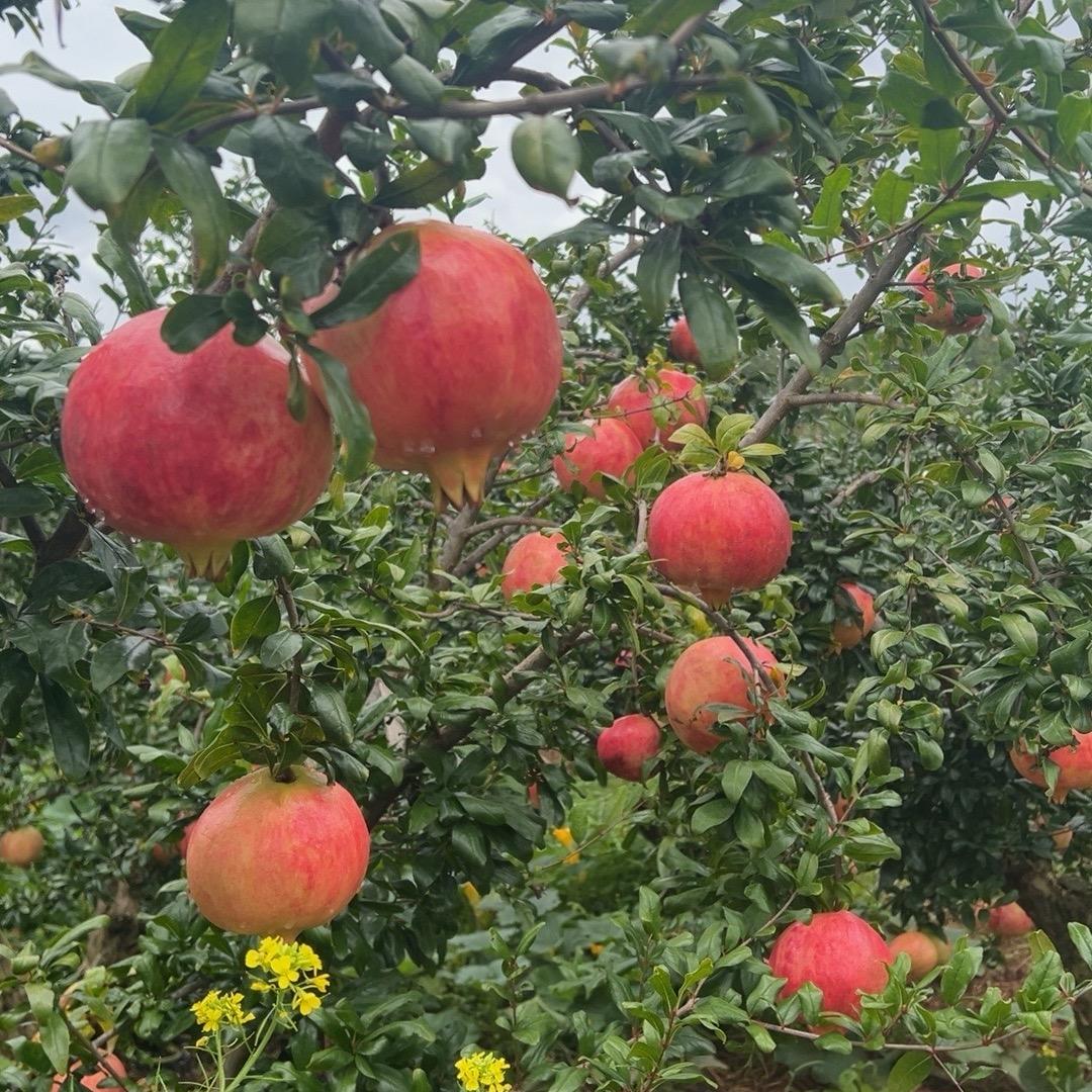 纯甜软籽石榴