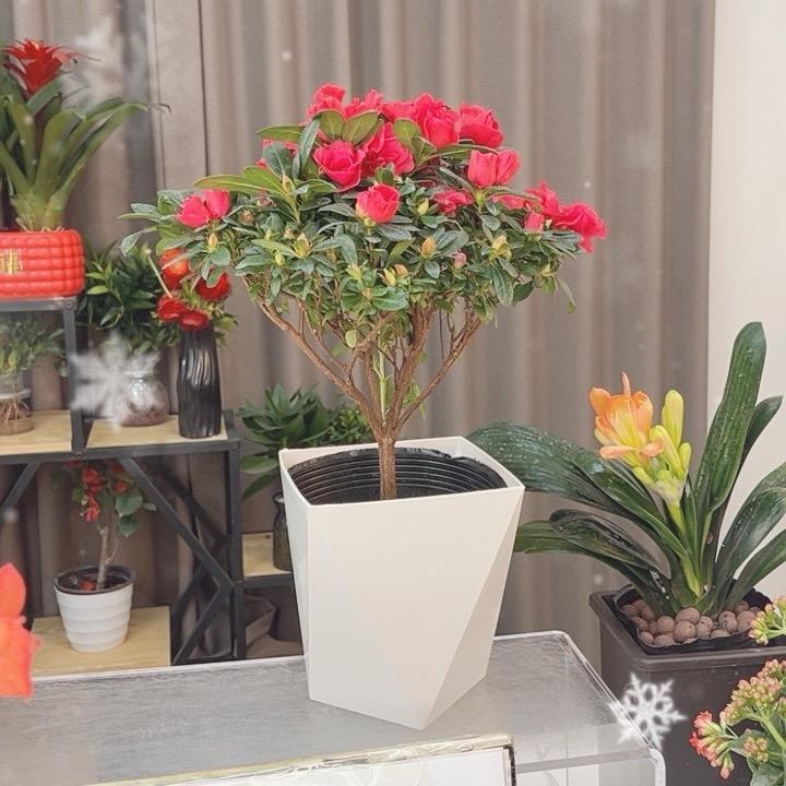 新疆奈里鲜花基地