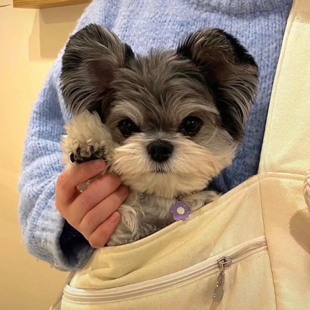 谁的小鹿