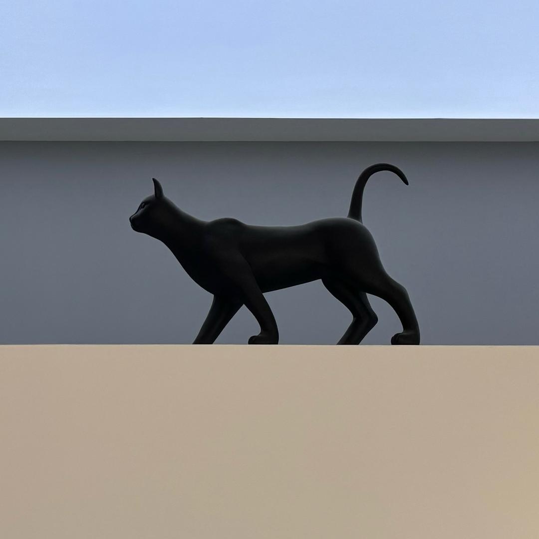 蛙哇