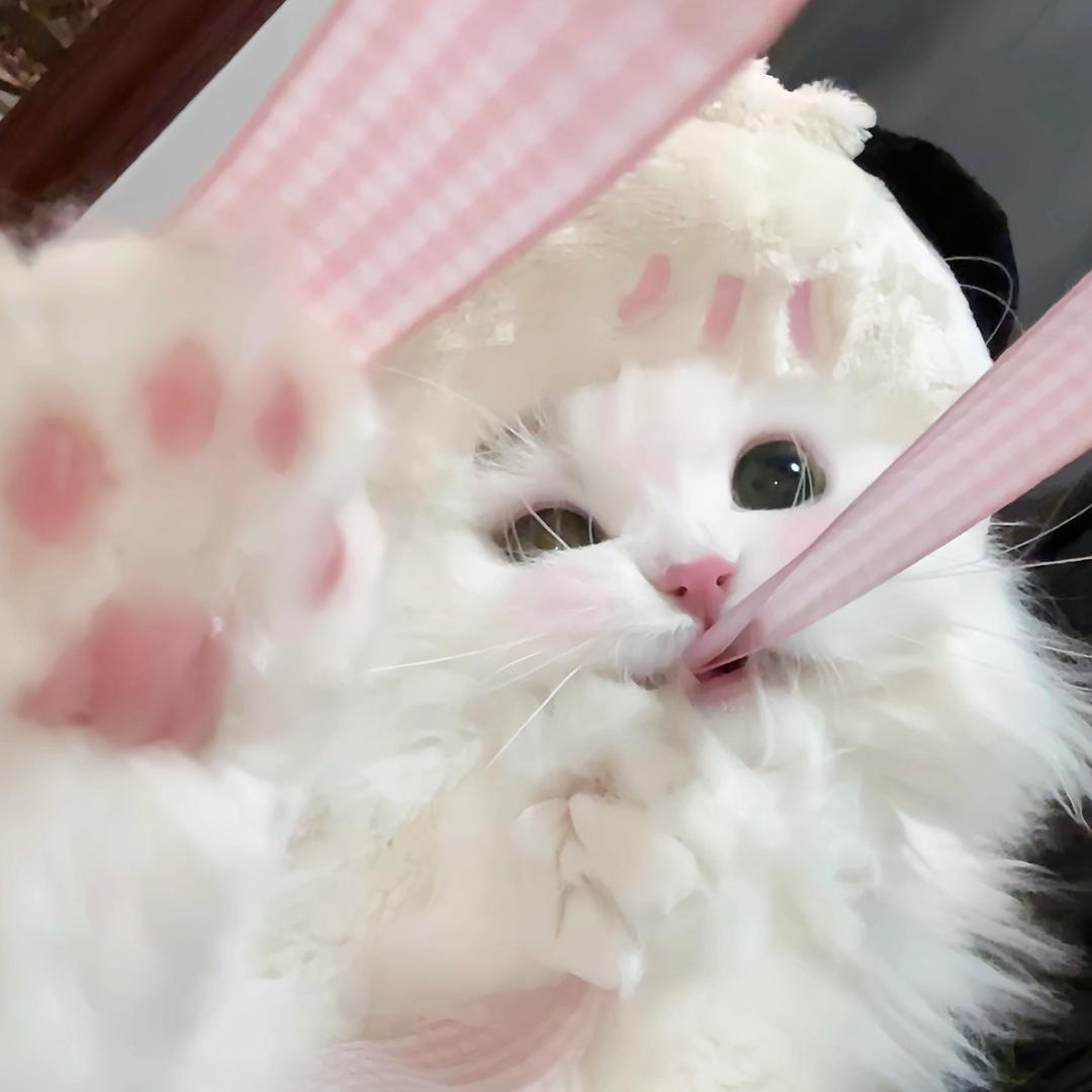 ·鱼丸曲奇·