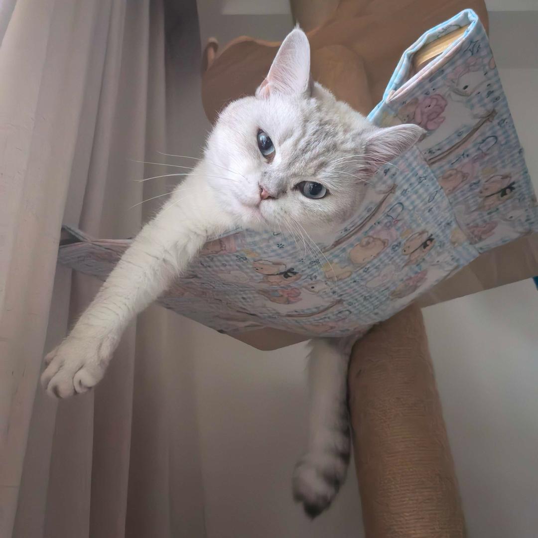 大小的小