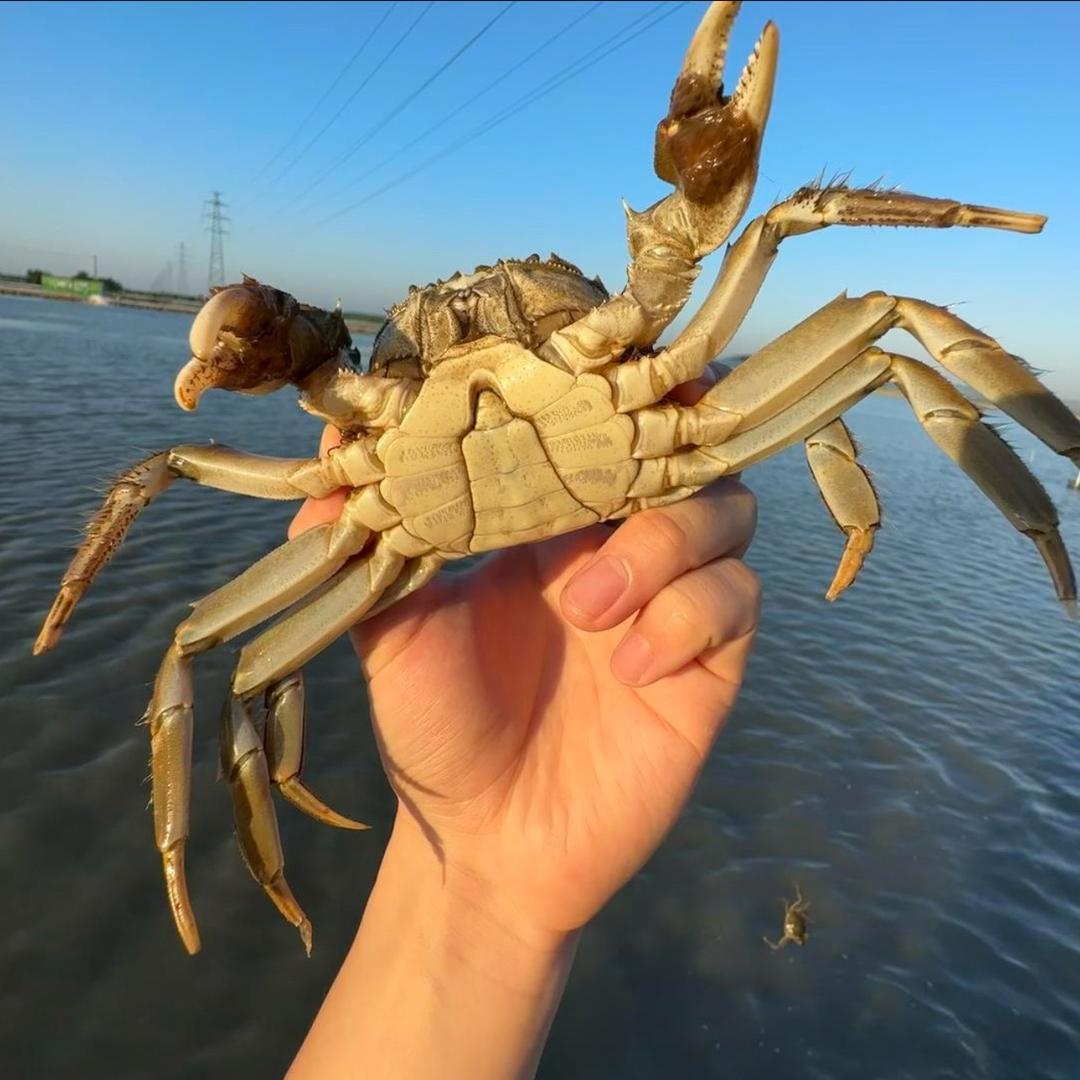 成成在阳澄湖养蟹