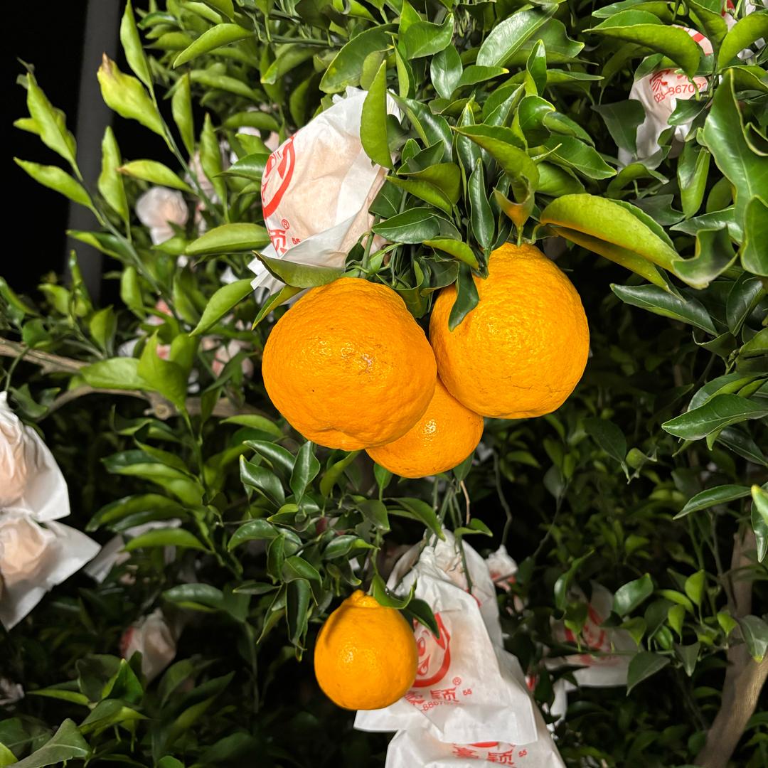 大白果园（春见耙耙柑）