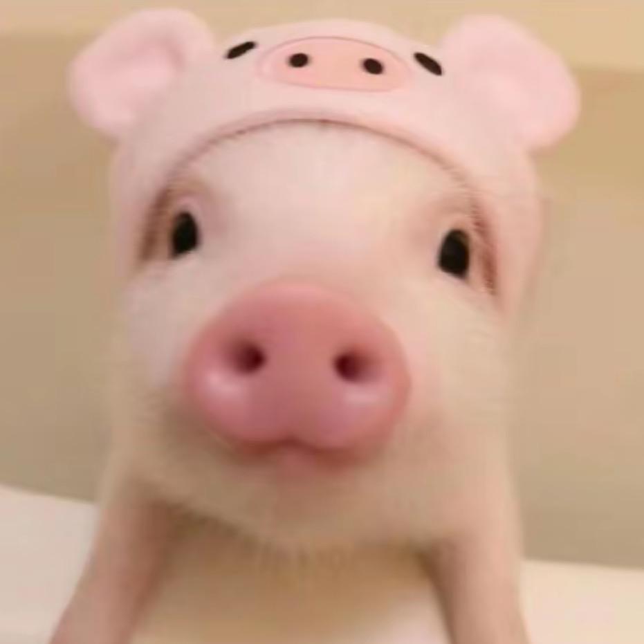 🐽