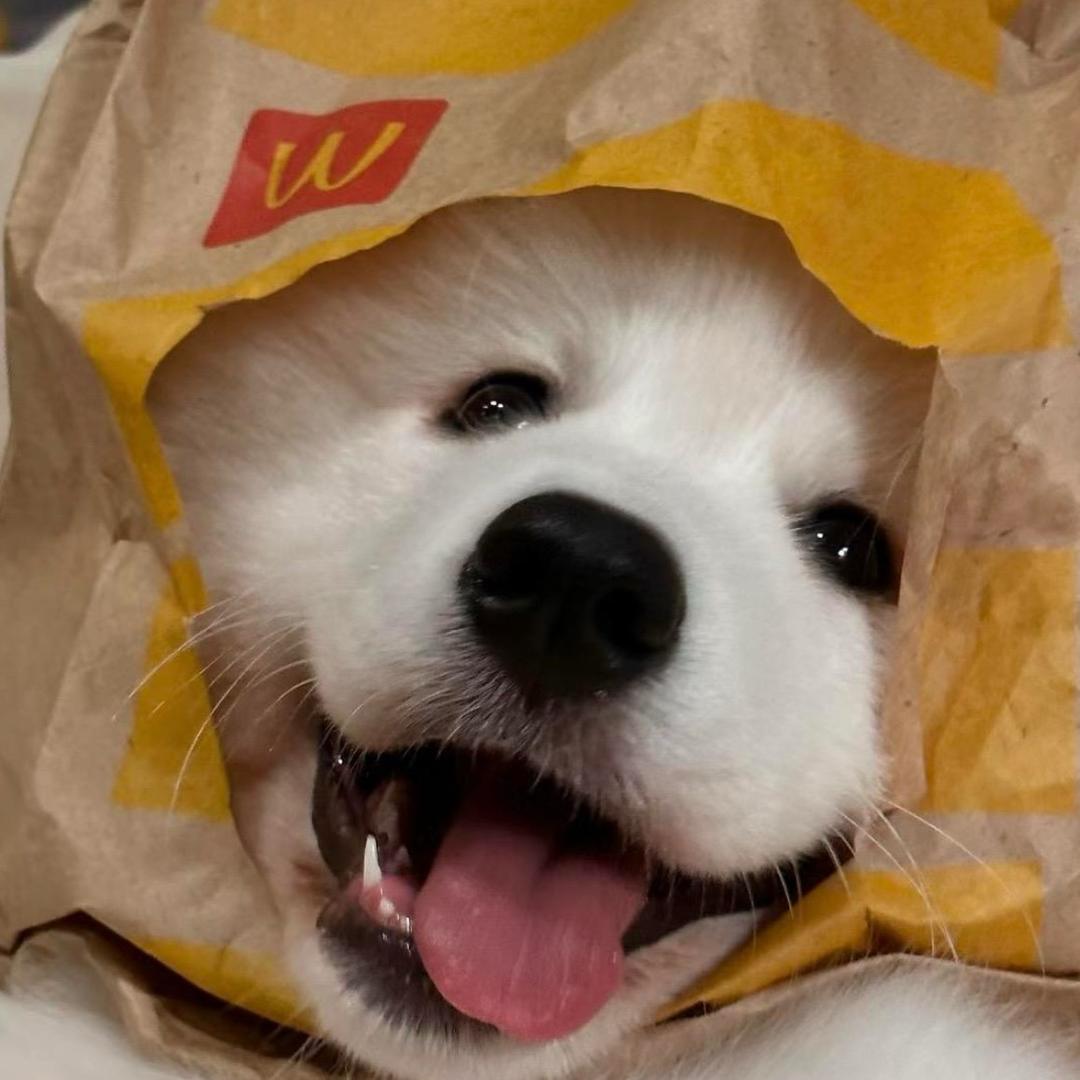 吃TT不吐南瓜皮🎃