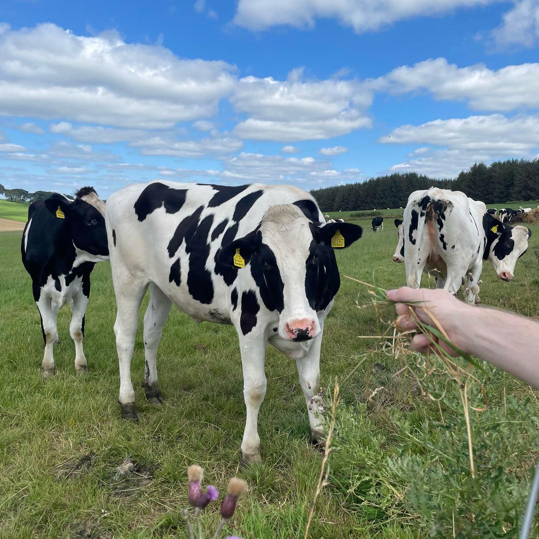品质奶源奶粉（活动进行中）