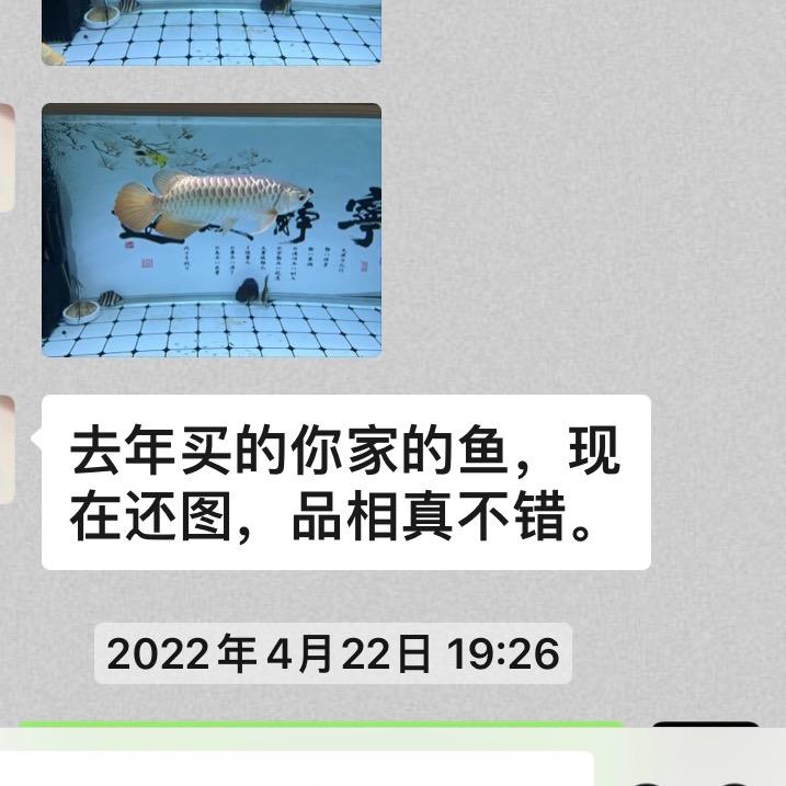 甄选龙鱼