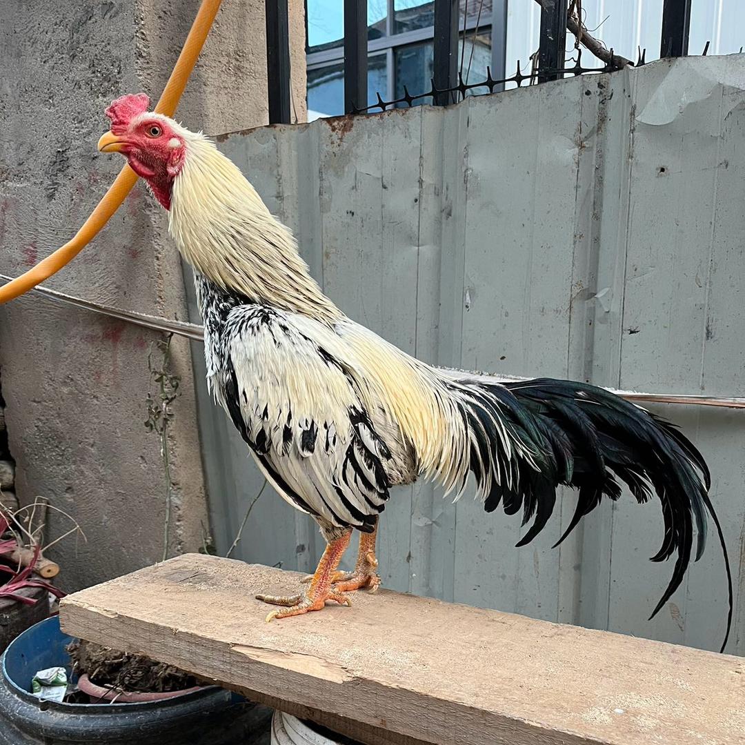 小赵总玩缅鸡🇲🇲