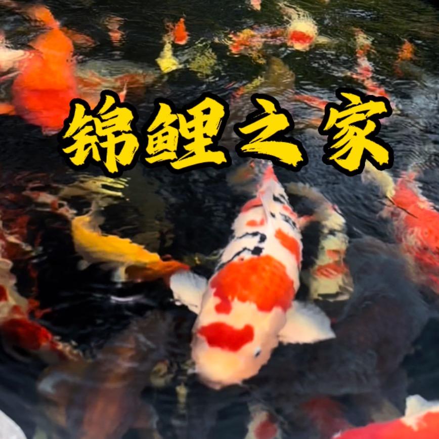 淮安锦鲤之家(新号)