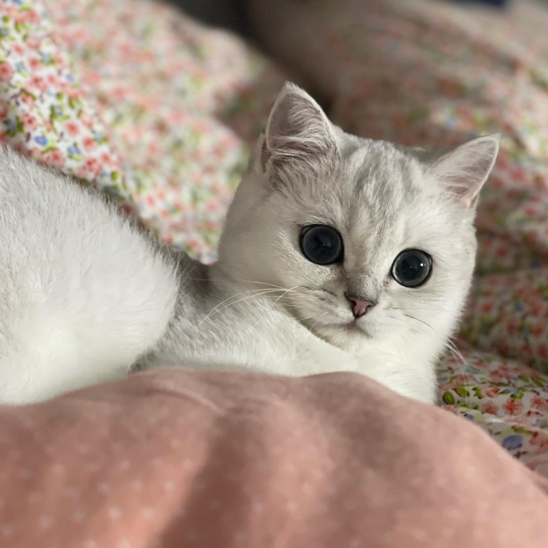赫本的猫-