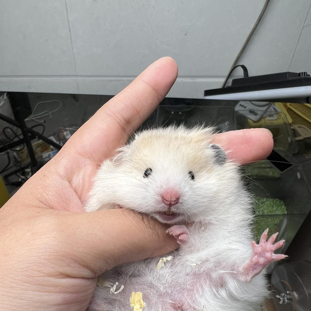 cozy paw爪适猫砂