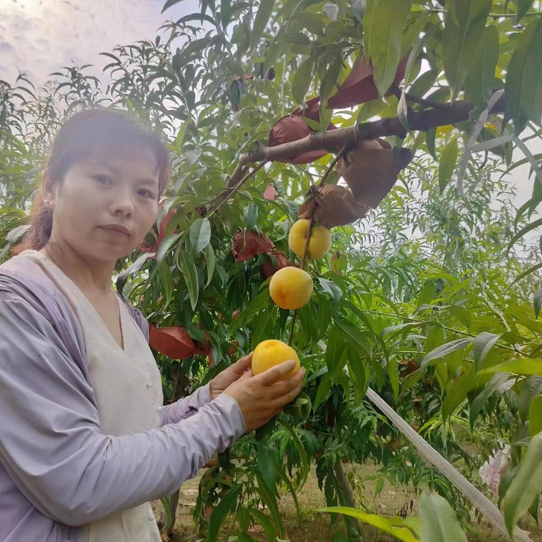 迷恋果业