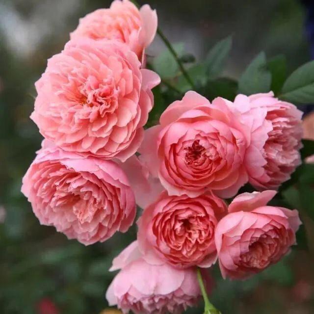 汪姐🌹🌹