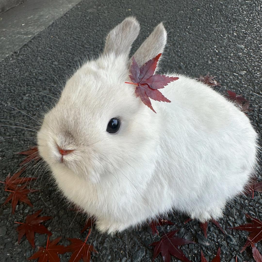 pp子
