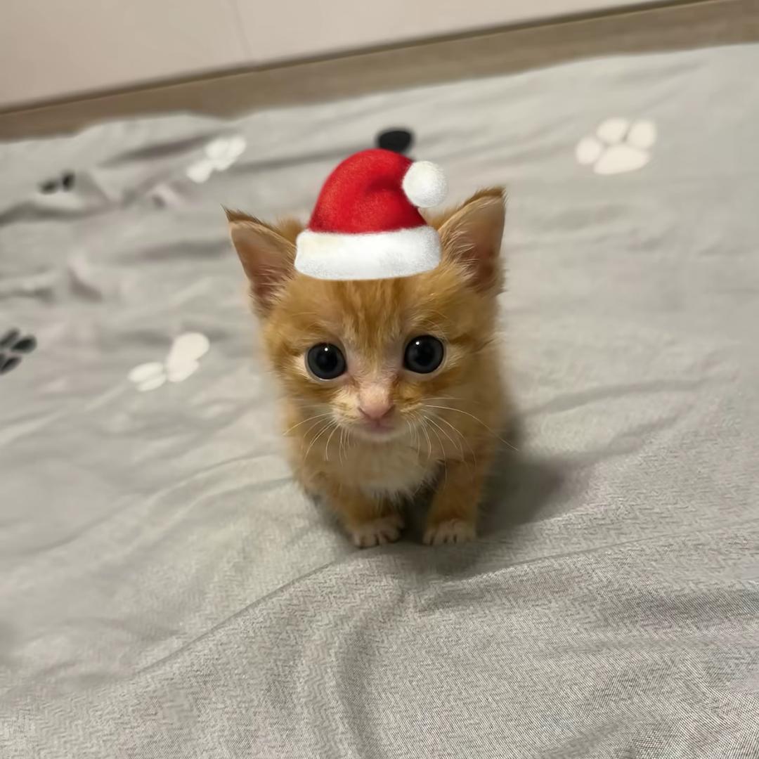 猫猫鱼