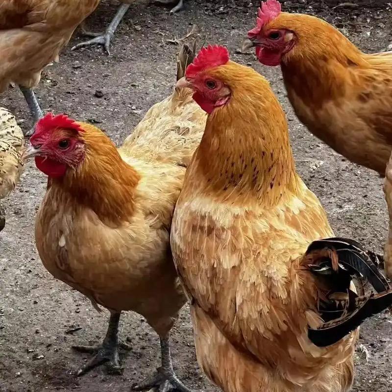 广西平南自养走地鸡