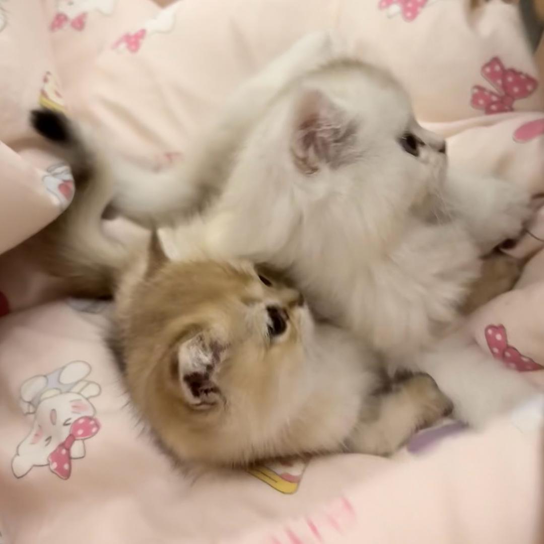 蛋蛋圆滚滚
