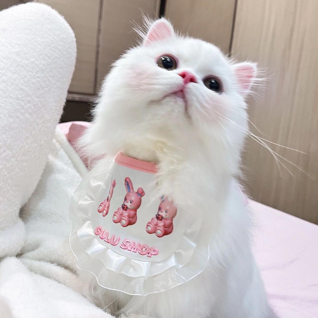 虎虎s