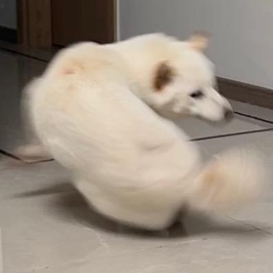 土豆是只白柴