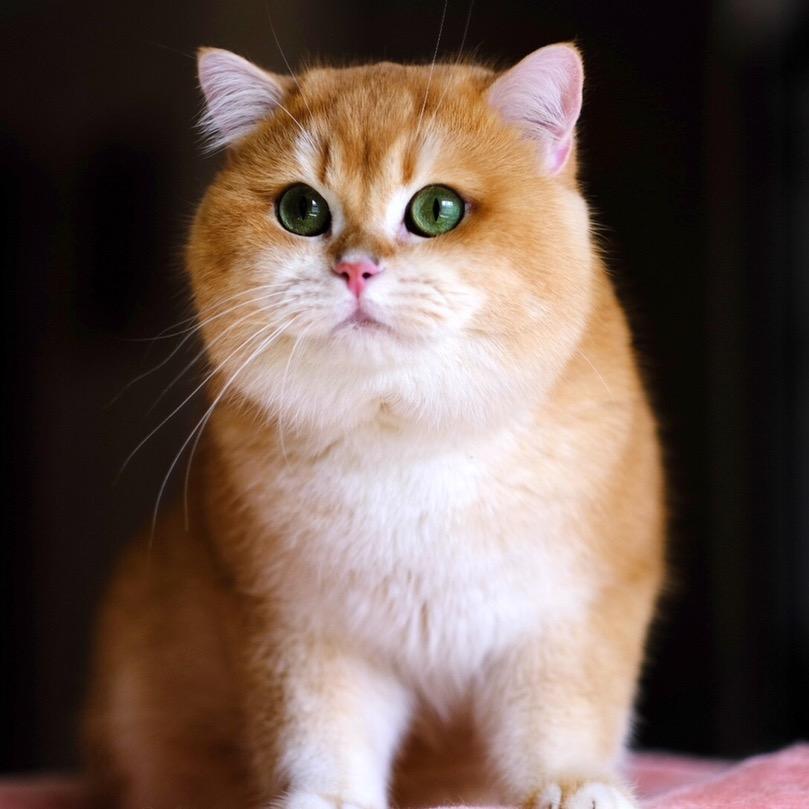 sushi meow北京金渐层猫舍