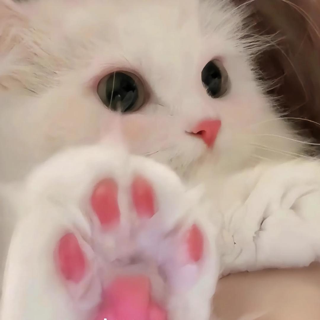 .ᐟ.ᐟᯅ躲雨小兔