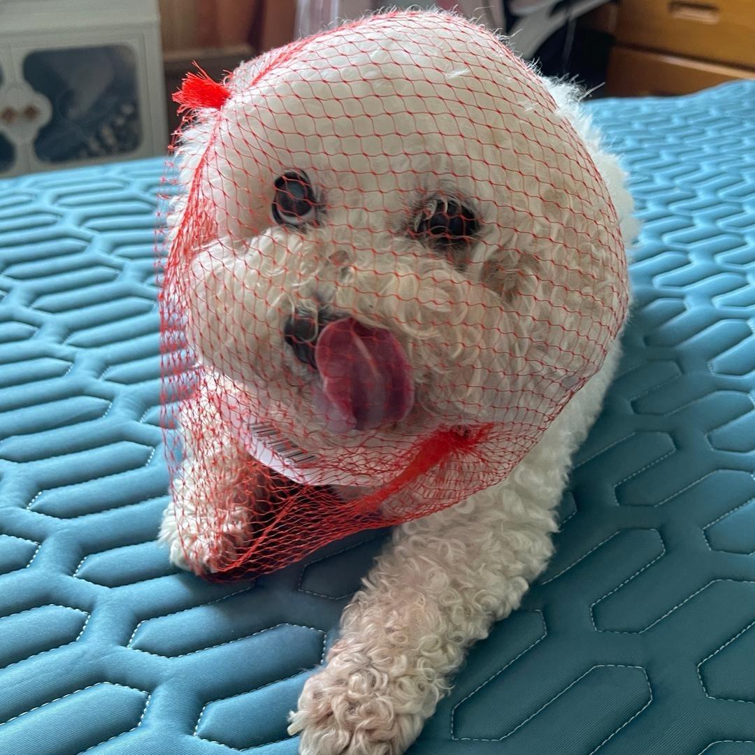 守望麦田的猪.raw