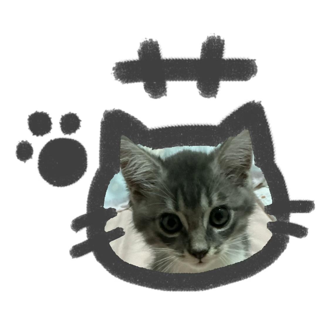 图图是只喵🐱