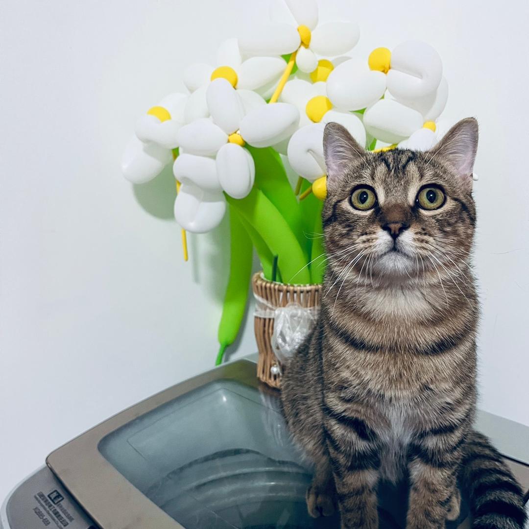 欧克是欧克 猫是猫。