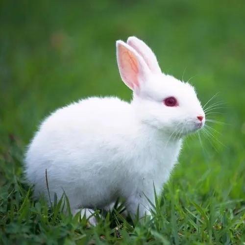 小白兔