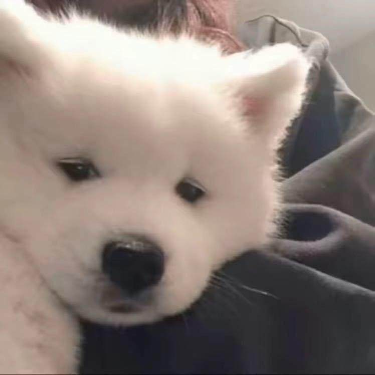 ㅤㅤ      ￴ㅤㅤ