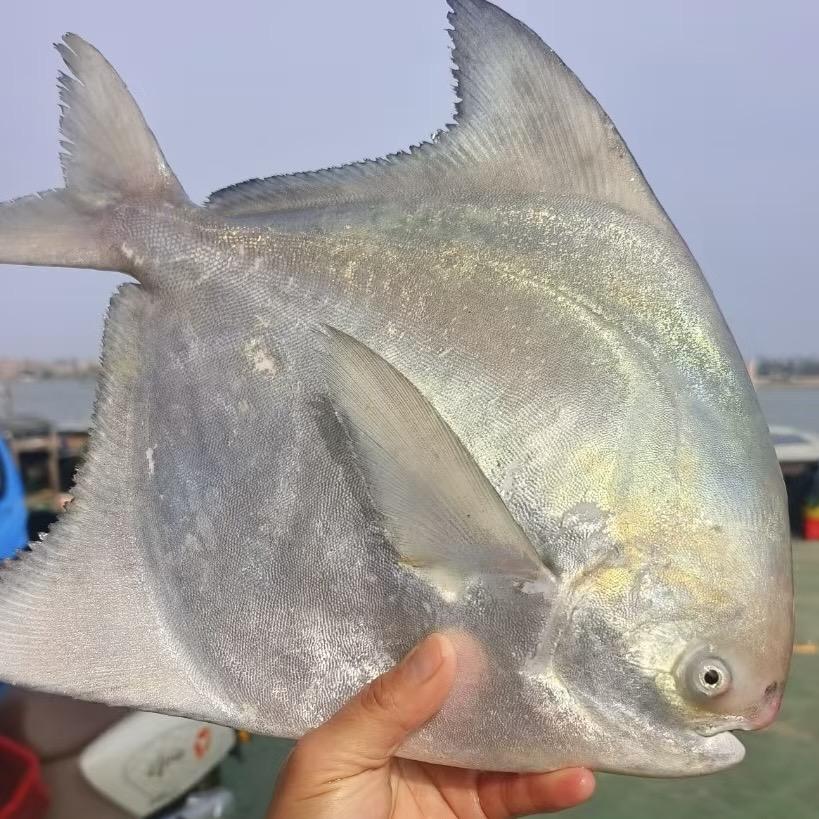 大玉海产品