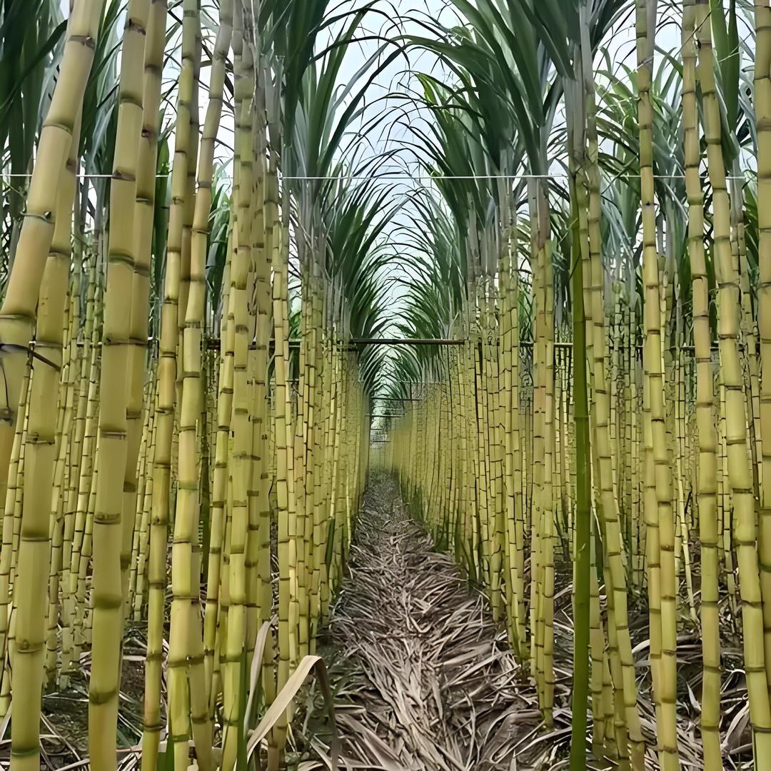 小陈超级甘蔗批发