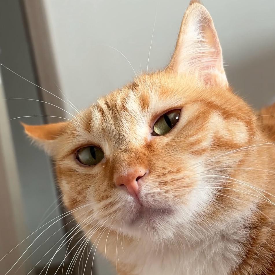 讨厌猫!