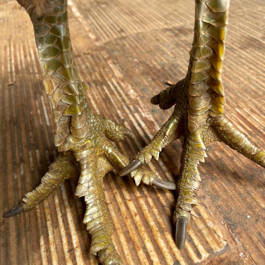 精选斗鸡