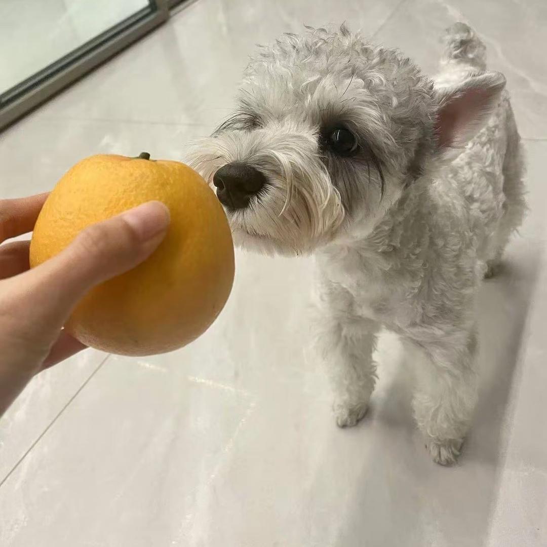 外婆的橙子熟了