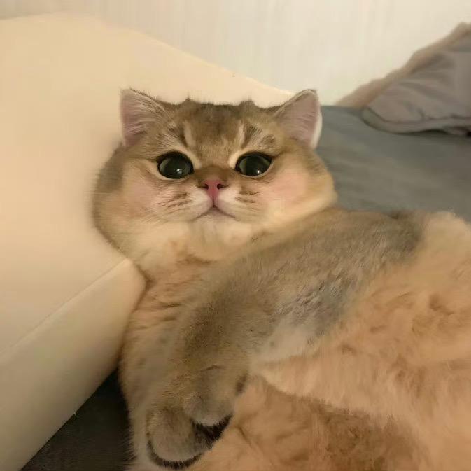 铲屎官里的老六