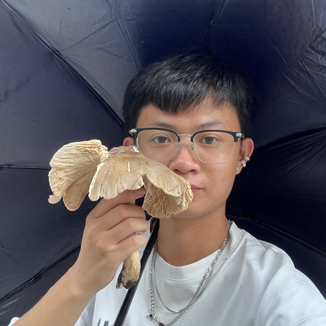 小香猪可可豪