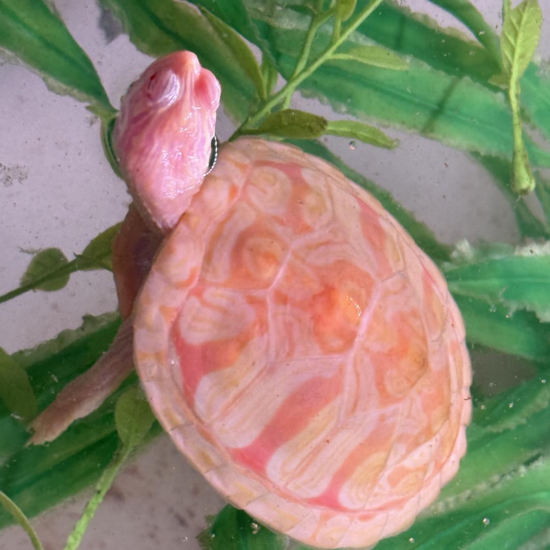 龟仙人龟鳖