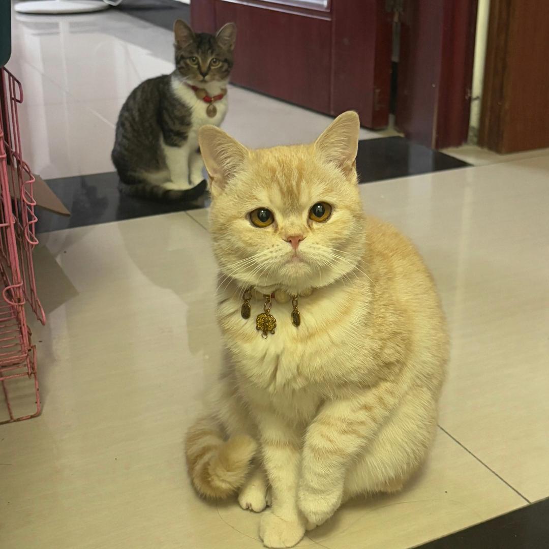 板栗有点ᵉᵐᵒ