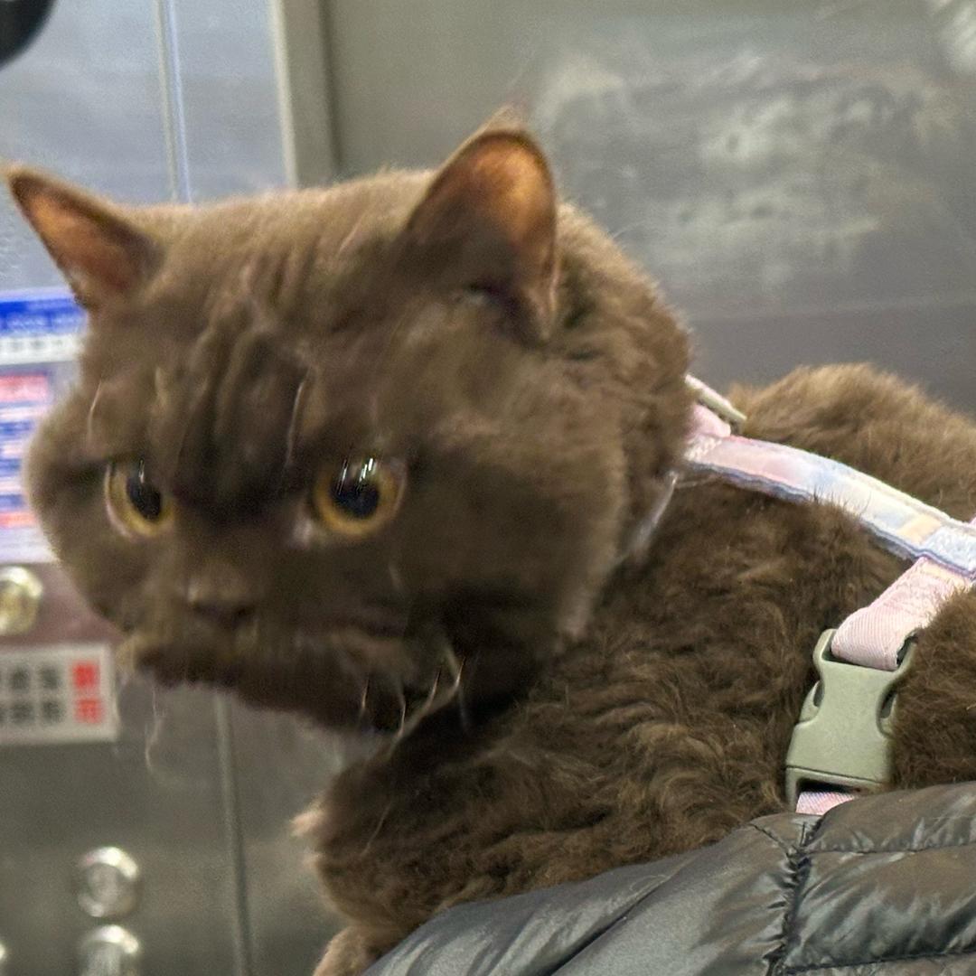 开心的臭猫猫⚜️