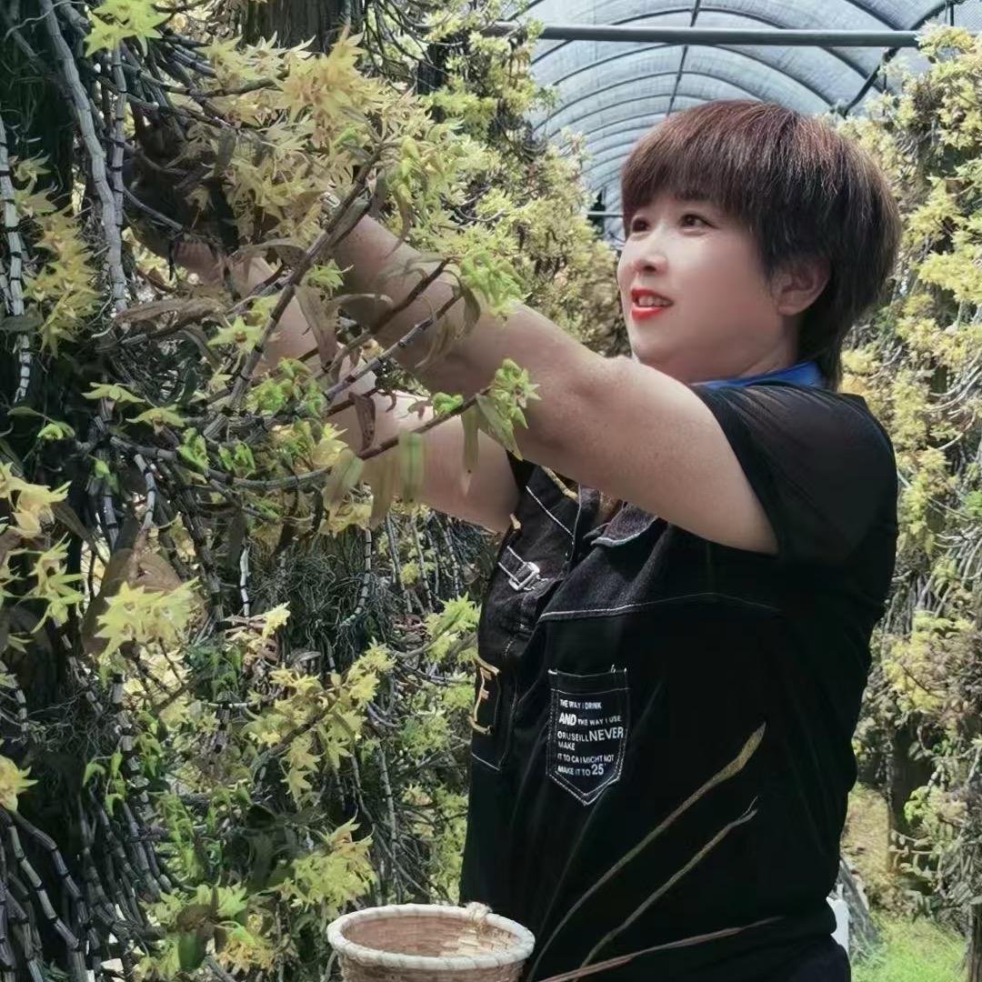 🌹🌻芳姐铁皮石斛🌻🌹